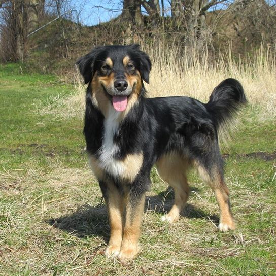 Australian Retriever © Shira naomi Lente Hund,Fleischfresser,Hunderasse,Begleithund,Baum,Schnauze,Pflanze,Himmel,Sportliche Gruppe,Canidae,