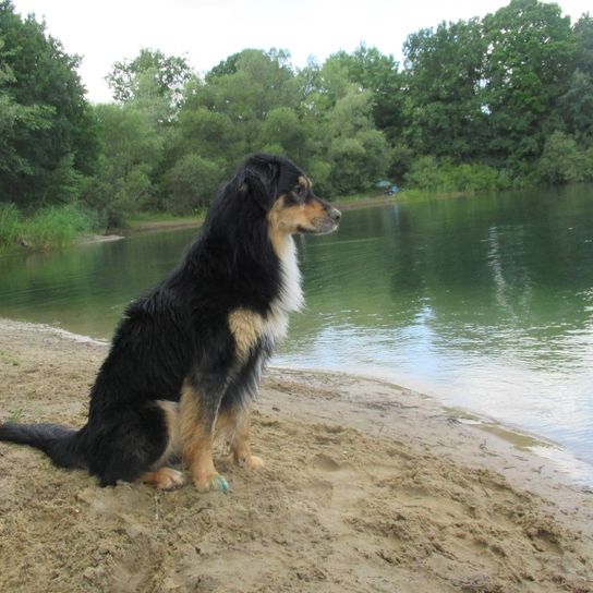 Australian Retriever © Shira naomi Lente Wasser, Hund, Pflanze, Hunderasse, Fleischfresser, Gewässer, Baum, Nutztier, See, Himmel,