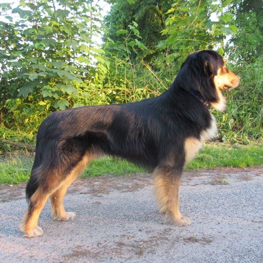 Australian Retriever © Shira naomi Lente Hund,Pflanze,Fleischfresser,Hunderasse,Begleithund,Schwanz,Baum,Sportliche Gruppe,Arbeitshund,Canidae,