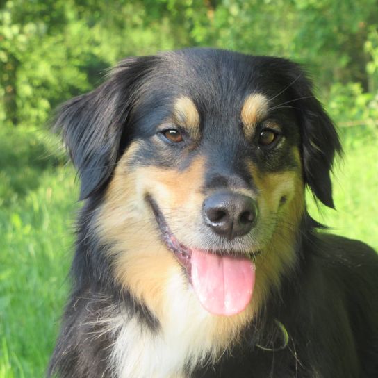 Australian Retriever © Shira naomi Lente Hund,Hunderasse,Fleischfresser,Pflanze,Begleithund,Schnauze,Gras,Sportliche Gruppe,Canidae,Hütehund,