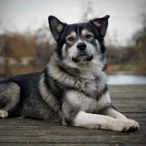 Berger Australien Malamute Caract re Attitude Races De Chiens Berger Australien Malamute Caract re Attitude Races De Chiens