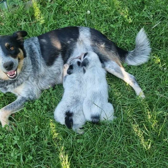 Chien,race de chien,carnivore,plante,chien de compagnie,herbe,museau,chien de berger,groupe sportif,couverture de sol,