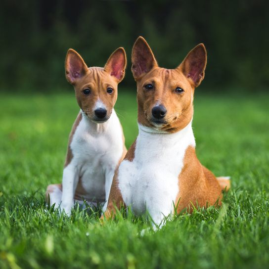 Chien Basenji brun blanc et chiot brun blanc, chien avec de grandes oreilles dressées assis sur un pré vert