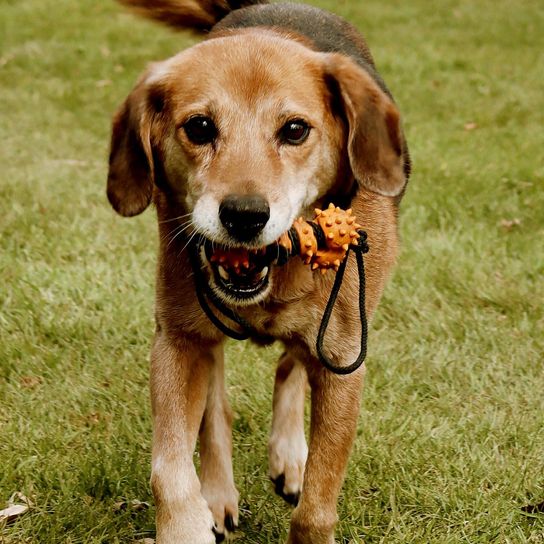 Chien,race de chien,carnivore,chien de compagnie,faon,museau,herbe,groupe sportif,moustaches,plante,