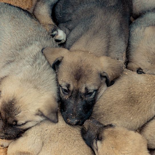 de nombreux chiots bergers d'Anatolie Mammifère, Vertébré, Chien, Canidae, Race de chien, Carnivore, Museau, Fauve, Chien Kangal, Chiot, Beaucoup de chiots de Berger d'Anatolie dans le sable
