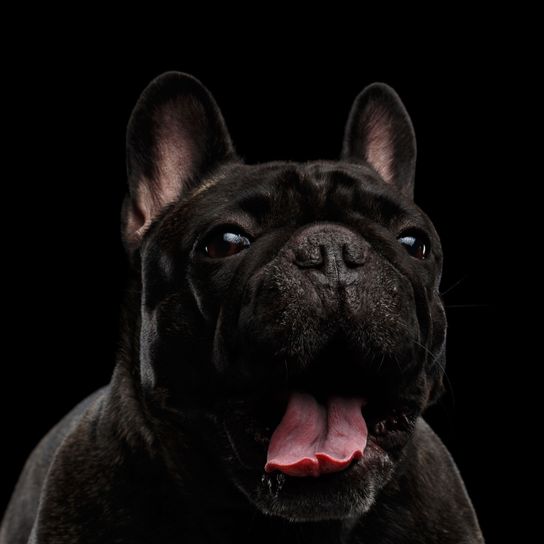 Chien, mammifère, vertébré, Canidae, race de chien, bulldog français noir bâille, museau, carnivore, chien de compagnie, groupe non sportif,