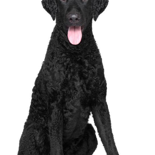 Chien, mammifère, vertébré, Canidae, race de chien, carnivore, race similaire au labrador noir, groupe sportif, curly retriever, curly-coated retriever,