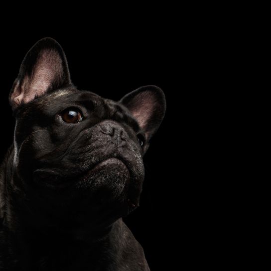 mammifère, chien, vertébré, canidé, bouledogue français noir, race de chien, museau, carnivore, groupe non sportif, œil, oreilles de mulot