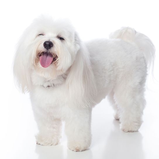 Chien, mammifère, vertébré, race de chien, Canidae, carnivore, chien de compagnie, Coton de Tuléar blanc debout sur fond blanc.