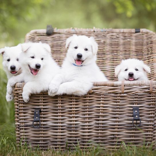 quatre chiots berger blanc qui n'ont pas encore les oreilles dressées, chien qui naît avec des oreilles tombantes et qui obtient ensuite des oreilles dressées, grand chien blanc, chiots d'une race de chien suisse