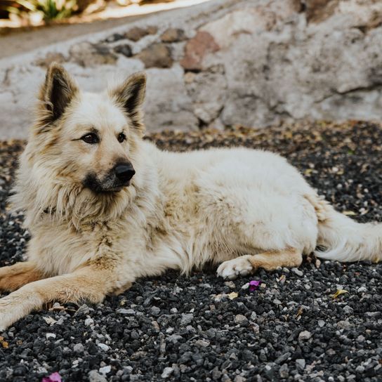 Chien, Mammifère, Vertébré, Canidé, Race de chien, Carnivore, Race rare (chien), Pasteur blanc Garafiano couché sur des pierres