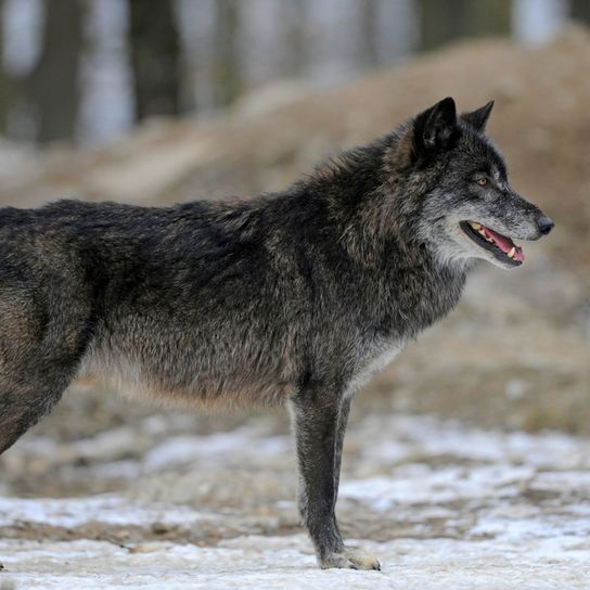 Loup des bois, animal sauvage dangereux, loup croisé avec un chien, loup noir, chien-loup, ancêtre des chiens
