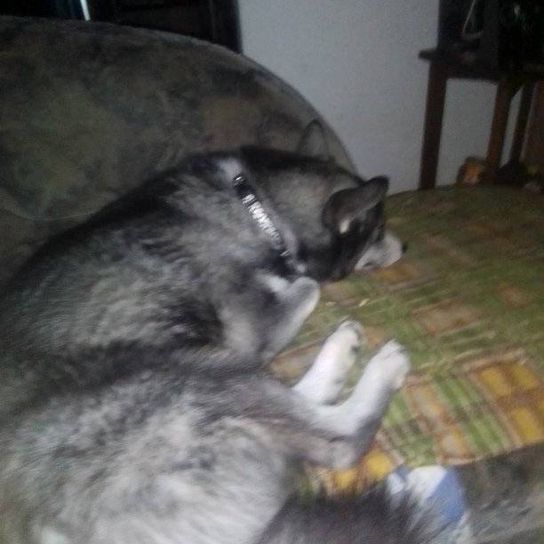 Border Collie Husky Mix dort Chien,carnivore,gris,race de chien,confort,felidae,moustaches,chats de petite et moyenne taille,revêtement de sol,museau,