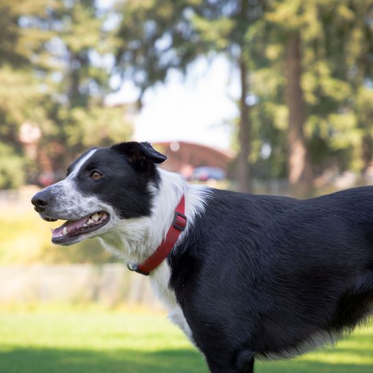 Border Collie noir et blanc Chien, mammifère, vertébré, race de chien, Canidae, carnivore, border collie, museau, arbre, chien de travail, border collie sur un pré devant des arbres