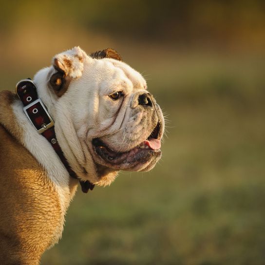 Chien, mammifère, vertébré, Canidae, race de chien, vieux bulldog anglais, bulldog, vieux bulldog anglais blanc et brun, bulldogs britanniques, toy bulldog,