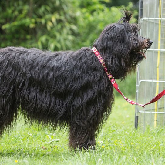 Bouvier des Flandres de profil, chien noir à poil ondulé, poil long