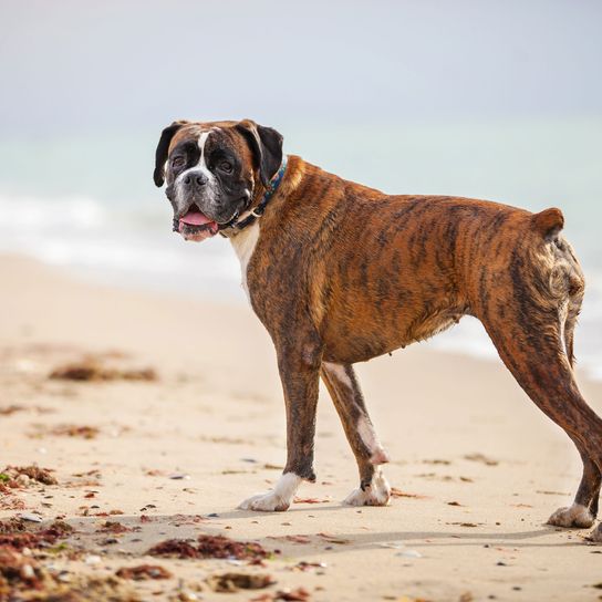 Chien, mammifère, vertébré, race de chien, Canidae, carnivore, boxer avec queue coupée, pourquoi les gens coupent-ils la queue des chiens, queue coupée, chien bringé, manteau de maquereau, chien similaire au Boerboel, Alaunt, race similaire au Mastiff anglais,