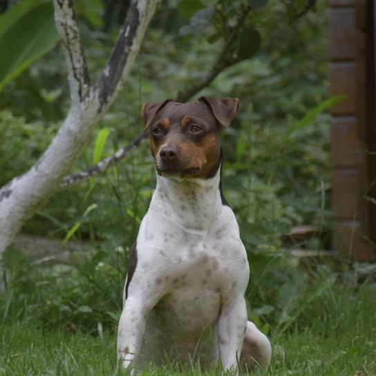 Terrier brésilien, Terrier Brasileiro, petit chien au corps blanc et à la tête foncée, chien de race tricolore, chien actif de taille moyenne