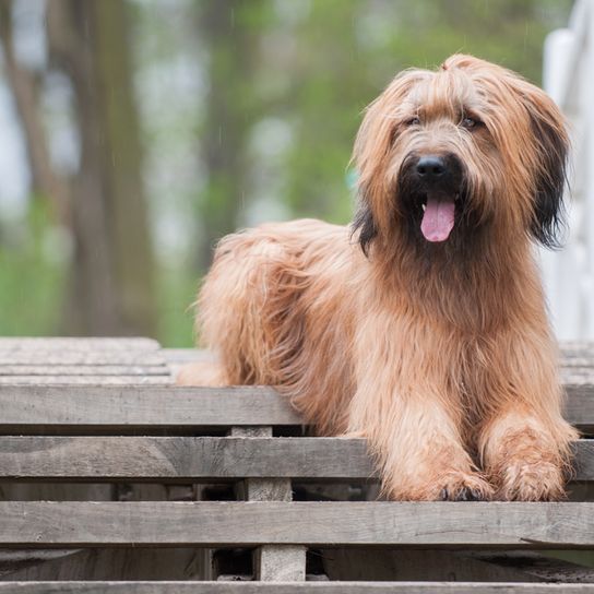 briard brun clair à poil long ondulé, chien à poil long, chien semblable à un caniche de berger, chien semblable à un caniche