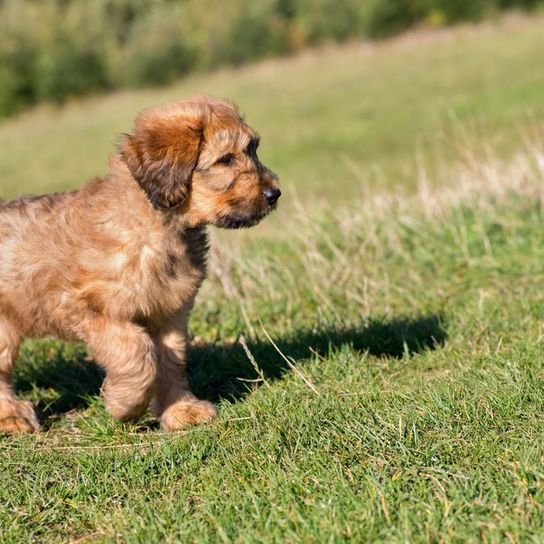 petit chiot briard brun court maladroitement dans une prairie verte, grand chien de race