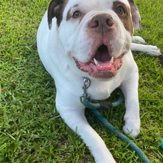 Le Bulldog bleu de sang d'Alapaha est couché sur une prairie verte et est tenu en laisse avec une laisse verte sur le collier, Bulldog brun blanc d'Amérique, race de chien américaine, race de chien inconnue, gros chien des États-Unis, race de Bulldog