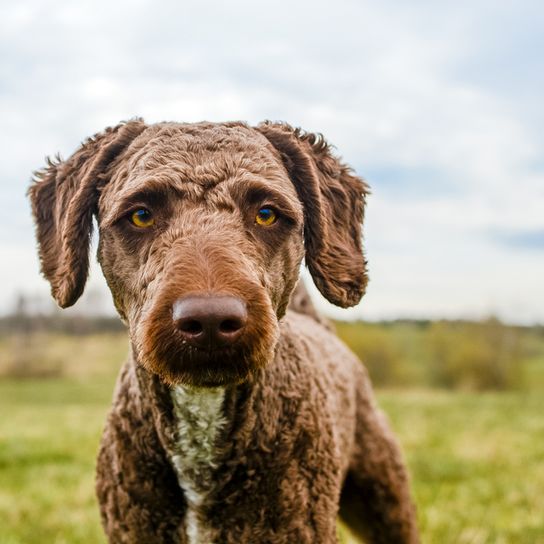 Chien d'eau espagnol tondu Chien avec des boucles, Chien semblable au caniche, Chien d'eau espagnol tondu, Chien de chasse