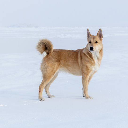 Chien de Canaan rouge blanc dans la neige, queue recourbée, chien avec queue recourbée, chien qui est rouge, chien semblable à Shiba optique, chien brun blanc avec oreilles dressées, Isrealspitz, race de chien israélienne, grande race de chien, oreilles pointues, oreilles dressées