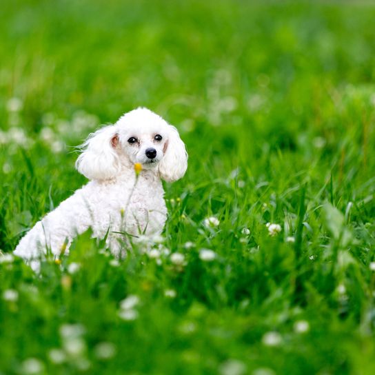Caniche nain dans l'herbe Chien, vertébré, Canidae, race de chien, mammifère, herbe, chiot, chien de compagnie, caniche nain blanc, race similaire au Bichon frisé,