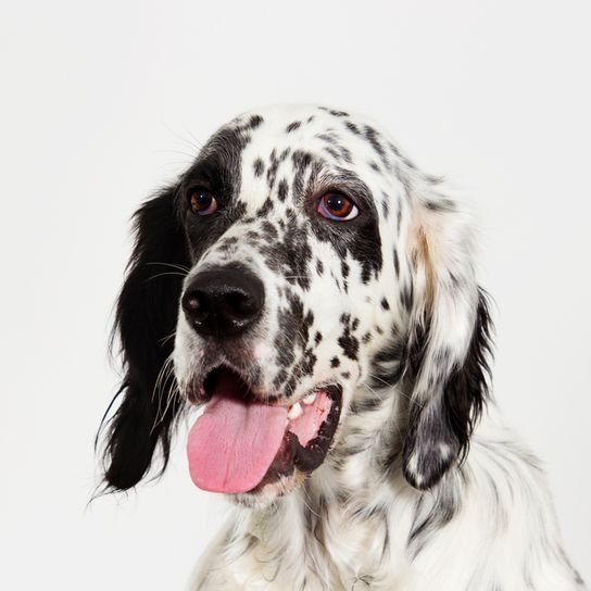 Description de la race et du caractère du Setter anglais, une race de chien exceptionnelle du Royaume-Uni.