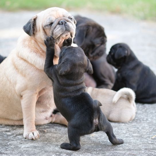 Chien, mammifère, vertébré, race de chien, Canidae, carnivore, chien similaire au Boerboel, race similaire à la Fila brasileiro mais beaucoup plus petite, museau, chien de compagnie, carlin avec ses chiots, carlin brun a eu beaucoup de petits chiots noirs et fait des câlins et joue avec les chiots, mère carlin