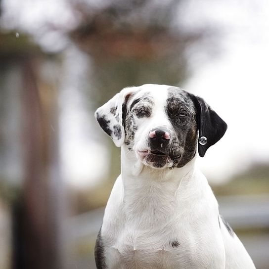 Catahoula Chien noir blanc tabby Chien, Mammifère, Vertébré, Race de chien, Canidae, Blanc, Carnivore, Race similaire au Grand Danois, Museau, Chien similaire au Dalmatien, Chien noir et blanc aux oreilles tombantes, Chien bringé noir et blanc Chien Catahoula Lousiana