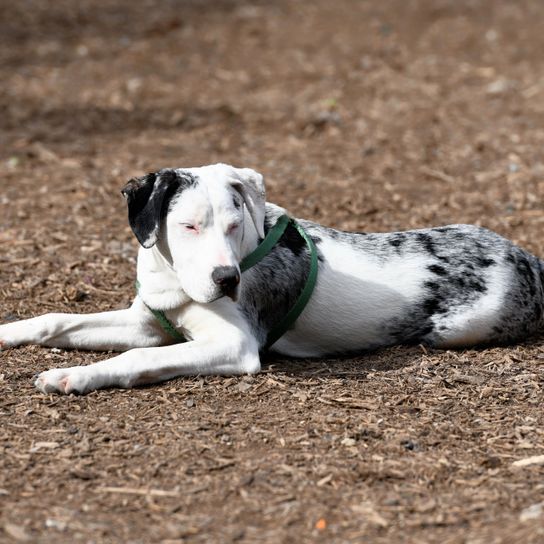 Chien Catahoula noir blanc Chien, Mammifère, Vertébré, Canidé, Race de chien, Carnivore, Race similaire à Great Dane, Museau, Groupe sportif, Groupe non sportif, Chien Catahoula noir et blanc, Grand chien noir et blanc, Chien listé