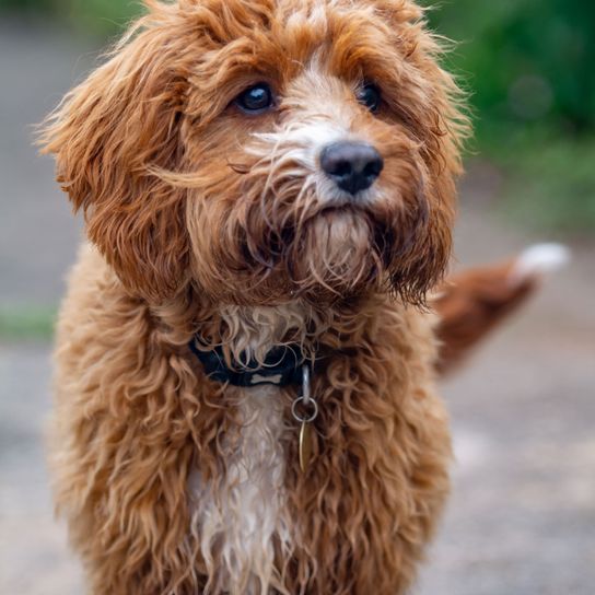 Chien, mammifère, vertébré, Canidae, race de chien, carnivore, croisement de caniches, race similaire au Smoushond hollandais, Cavapoo brun blanc, chien de compagnie, chien allergique, race hypoallergénique, race pour les personnes allergiques, mélange de caniches.