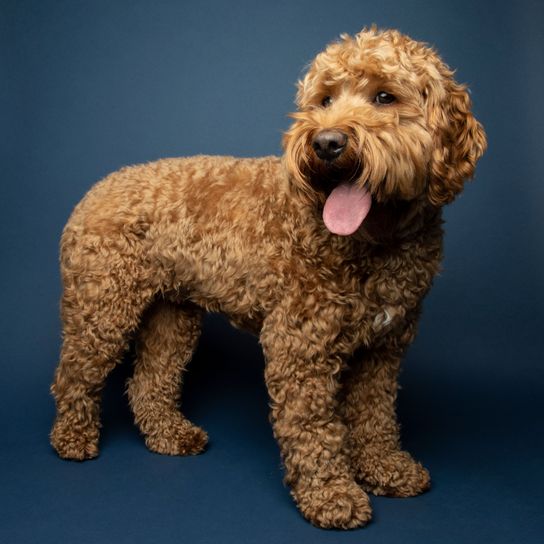 Chien, Mammifère, Vertébré, Canidé, Race de chien, Carnivore, Croisement Cockapoo, Caniche, Groupe sportif, Cavalier King Charles Spaniel Mongrel with Poodle, Poodle Mix, Curly Dog, Brown Small Dog with Curly Coat