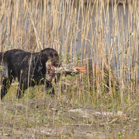 Le pointeur allemand poursuit Chien d'arrêt allemand à poil long, queue coupée en chien de chasse