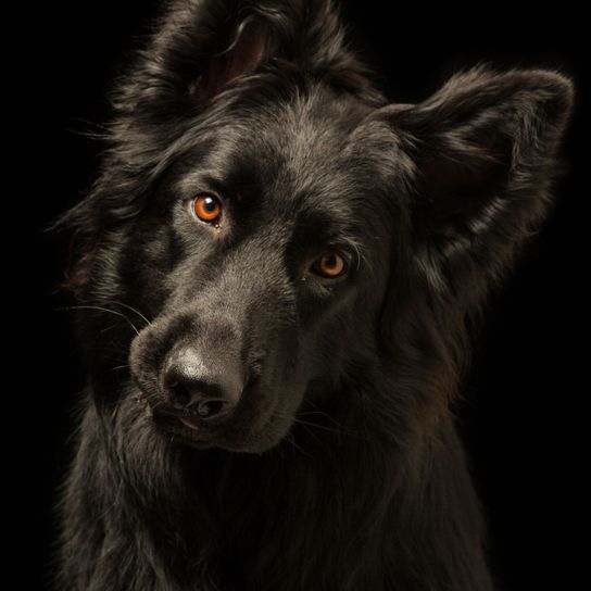 vertébré, mammifère, race de chien, Canidae, chien, carnivore, Groenendael, museau, chien berger allemand noir