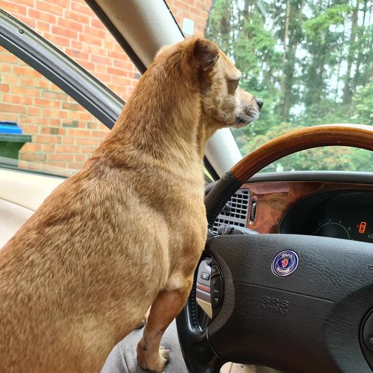 Chien au volant de la voiture Voiture, véhicule, chien, plante, véhicule à moteur, rétroviseur de voiture, capot, carnivore, arbre, volant,