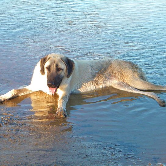 Chien de berger de Turquie dans l'eau chien berger d'anatolie dans l'eau, gros chiens, chien de turquie