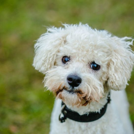 Chien bolognais, chien d'Italie, petit chien de race blanche, chien similaire au bichon maltais, chien similaire au havanais, chien avec des boucles, chien de famille