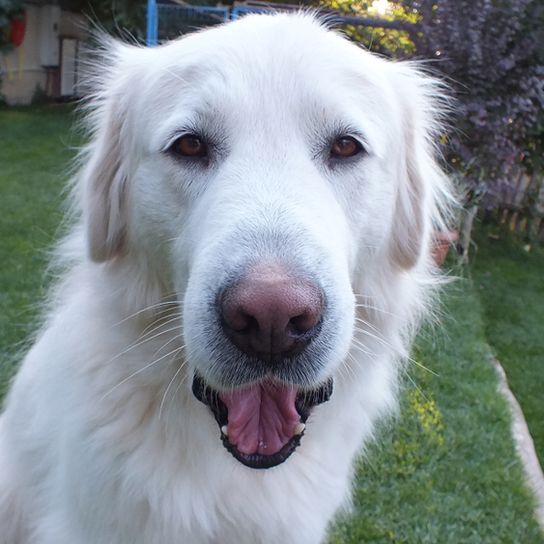 Chien de berger d'Akba Akba, chien de race turque similaire au Golden Retriever, chien de race blanc à poil long.