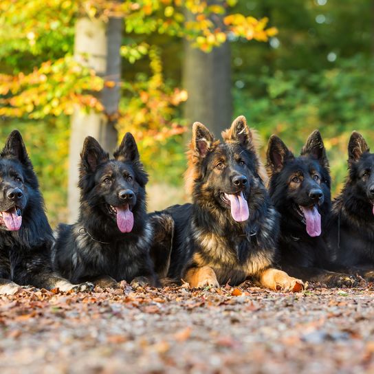 Vieux chien de berger allemand