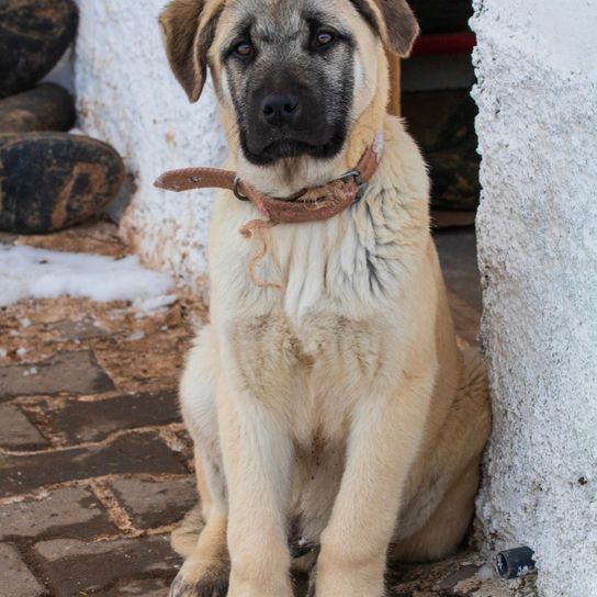 Chiot de berger d'Anatolie avec masque noir, chien turc