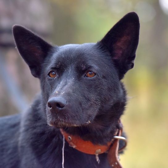 chien de race noire, chien de berger croate, Hrvatski ovčar, chien de berger croate, chien de berger, chien de Croatie, chien similaire au Pumi, chien similaire au Spitz, chien noir, chien de taille moyenne, chien de berger, chien aux oreilles dressées sur un sol en gravier.