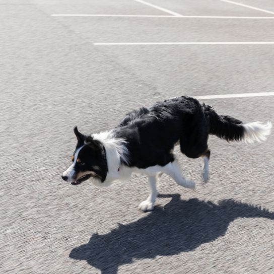 Chien de berger gallois traversant un parking en courant, Ci Defaid Cymreig, chien noir et blanc, chien à l'aspect merle, Border Collie like, race de chien gallois, chien d'Angleterre, chien britannique de race moyenne, chien à poil long semblable au Collie, chien aux oreilles dressées et aux oreilles tombantes, chien de troupeau, chien de berger