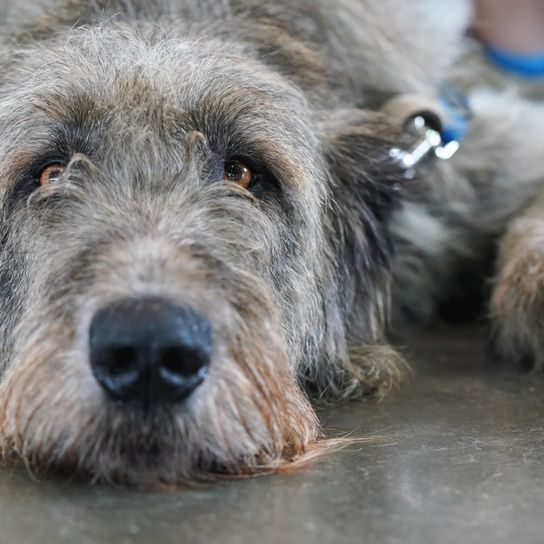 Chien de chasse écossais couché Scottish Deerhound, chien de race écossaise, chien de race géante, chien à poil dur