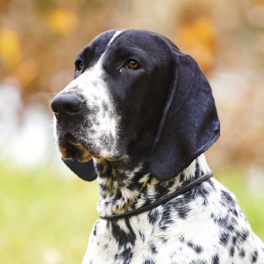 Description de la race Braque d`Auvergne, tempérament et aspect du chien d`attaque français, chien de chasse noir et blanc, chien de chasse de race française.