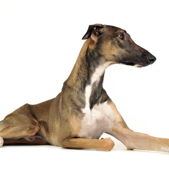 Lévrier polonais Chart Polski, lévrier polonais brun, grand chien de race, chien maigre, lévrier de Pologne