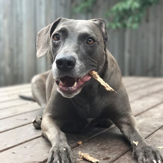 Chien gris comme un labrador mais qui est en fait un Blue Lacy d'Amérique, chien similaire à un Weimaraner, chien qui ressemble à un labrador, chien argenté, chien bleu, chien de race bleue, chien qui mâche des bâtons, chien d'Amérique, chien de race américaine, chien berger d'Amérique