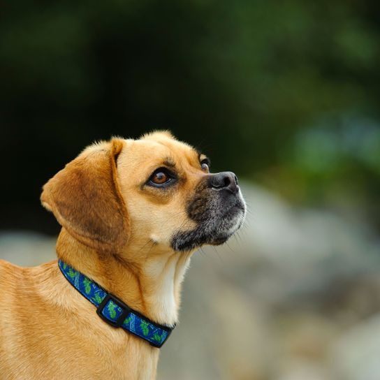Chien de race Puggle Mix Chien, Mammifère, Vertébré, Race de chien, Canidae, Carlin, Museau, Carnivore, Chien de compagnie, Beagle Pug Mix, Chien de race mixte, Pug Mix, Beagle Mix, Petit chien brun, Teckel de race similaire