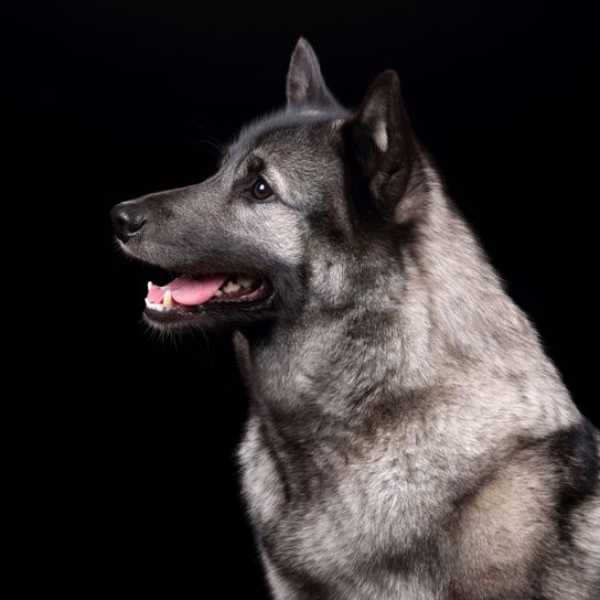 chien, mammifère, vertébré, canidé, race de chien, chien orignal norvégien noir gris sur fond noir, carnivore, museau
